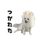 もふもふ！もふちゃん（個別スタンプ：12）