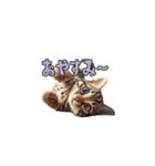 AIシャルル（個別スタンプ：11）