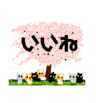 桜と猫達（個別スタンプ：14）