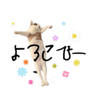 はっぴーの生活4（個別スタンプ：21）
