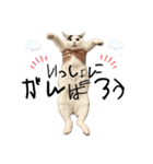 はっぴーの生活4（個別スタンプ：23）