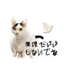 はっぴーの生活4（個別スタンプ：30）