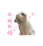 動くもにょちゃん（個別スタンプ：5）