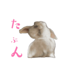 動くもにょちゃん（個別スタンプ：7）