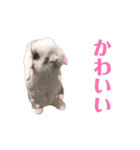動くもにょちゃん（個別スタンプ：9）