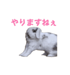 動くもにょちゃん（個別スタンプ：11）