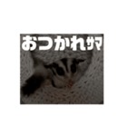 うごくラッキーちゃんとあまちゃん3（個別スタンプ：2）