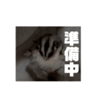 うごくラッキーちゃんとあまちゃん3（個別スタンプ：3）