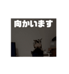 うごくラッキーちゃんとあまちゃん3（個別スタンプ：4）