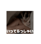 うごくラッキーちゃんとあまちゃん3（個別スタンプ：5）