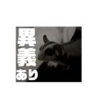 うごくラッキーちゃんとあまちゃん3（個別スタンプ：7）