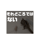 うごくラッキーちゃんとあまちゃん3（個別スタンプ：10）