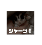 うごくラッキーちゃんとあまちゃん3（個別スタンプ：13）