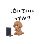 トイプードル 定番＆笑える面白スタンプ（個別スタンプ：36）