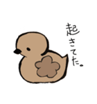 あひるかも。よく使うせりふとあいさつ（個別スタンプ：3）