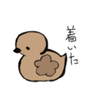 あひるかも。よく使うせりふとあいさつ（個別スタンプ：14）