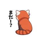 レッサーパンダのゆるっと後ろ姿（個別スタンプ：1）