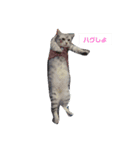 にゃんず三兄弟（個別スタンプ：1）