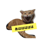 にゃんず三兄弟（個別スタンプ：5）