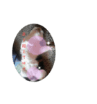 にゃんパラ★☆（個別スタンプ：2）