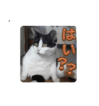 にゃんパラ★☆（個別スタンプ：6）