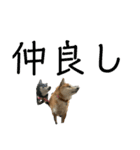 かわ柴日常1（個別スタンプ：4）