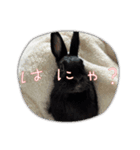 うちのこたちシリーズ（個別スタンプ：6）