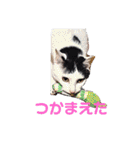 しらすさん家の保護猫たち（個別スタンプ：1）