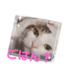 しらすさん家の保護猫たち（個別スタンプ：2）
