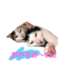 しらすさん家の保護猫たち（個別スタンプ：3）