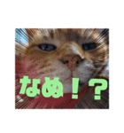 しらすさん家の保護猫たち（個別スタンプ：5）