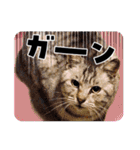 しらすさん家の保護猫たち（個別スタンプ：6）