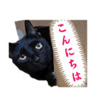 しらすさん家の保護猫たち（個別スタンプ：7）