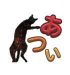 しらすさん家の保護猫たち（個別スタンプ：8）