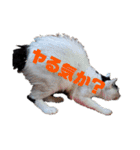 しらすさん家の保護猫たち（個別スタンプ：9）