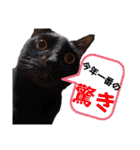 しらすさん家の保護猫たち（個別スタンプ：11）