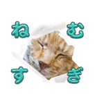 しらすさん家の保護猫たち（個別スタンプ：12）