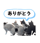 しらすさん家の保護猫たち（個別スタンプ：14）