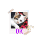 しらすさん家の保護猫たち（個別スタンプ：15）