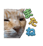 しらすさん家の保護猫たち（個別スタンプ：16）