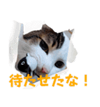 しらすさん家の保護猫たち（個別スタンプ：17）