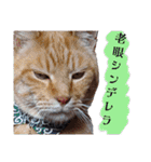 しらすさん家の保護猫たち（個別スタンプ：19）