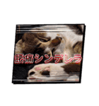 しらすさん家の保護猫たち（個別スタンプ：20）