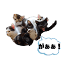 しらすさん家の保護猫たち（個別スタンプ：21）