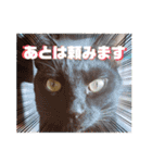 しらすさん家の保護猫たち（個別スタンプ：22）
