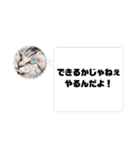 しらすさん家の保護猫たち（個別スタンプ：23）
