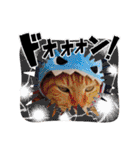 しらすさん家の保護猫たち（個別スタンプ：24）