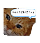 しらすさん家の保護猫たち（個別スタンプ：25）