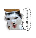 しらすさん家の保護猫たち（個別スタンプ：26）