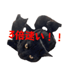 しらすさん家の保護猫たち（個別スタンプ：27）